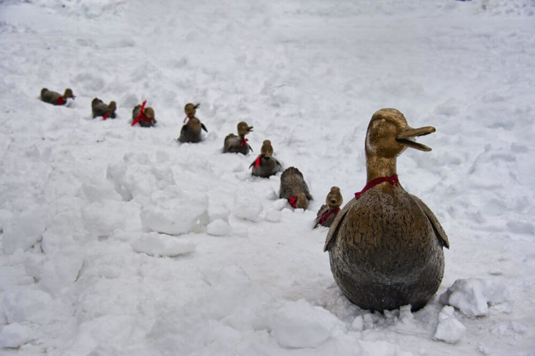 a flock of seagulls are standing in the snow